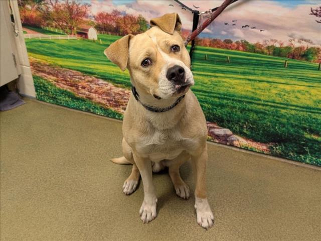 URGENT! Please save me I'm on the deadline list PAINT - ID#A542520