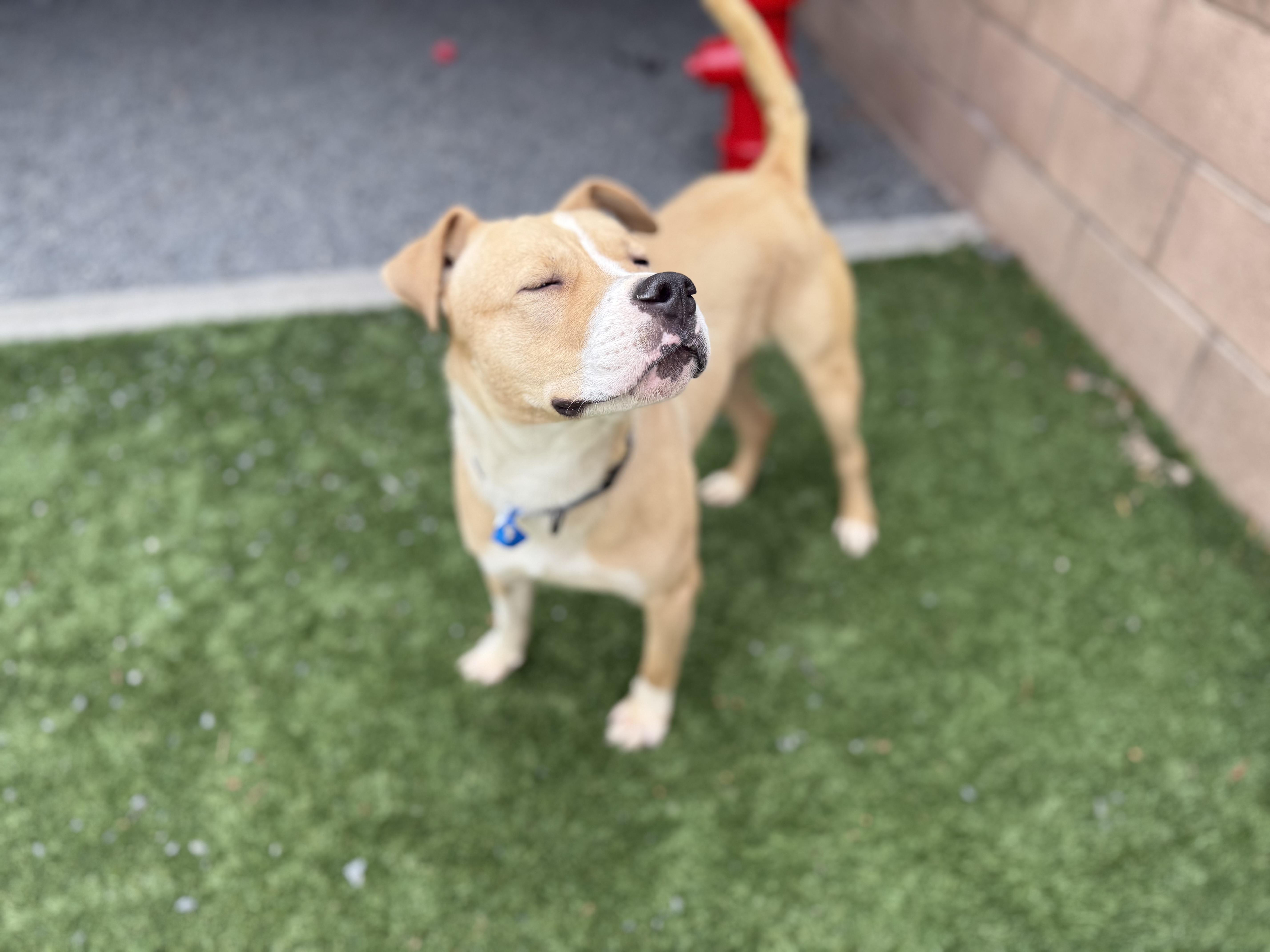 URGENT! Please save me I'm on the deadline list PAINT - ID#A542520