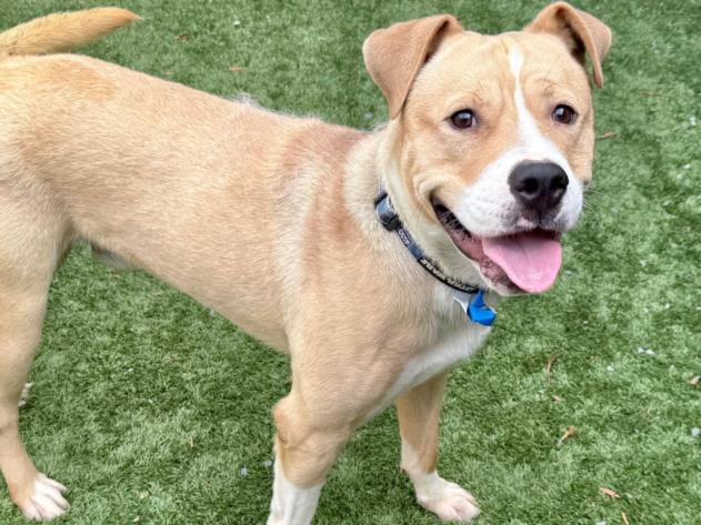 URGENT! Please save me I'm on the deadline list PAINT - ID#A542520