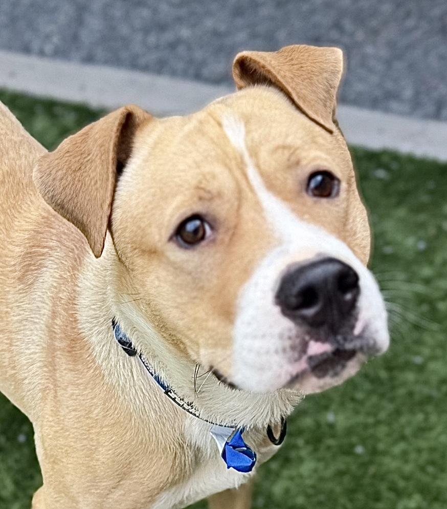 URGENT! Please save me I'm on the deadline list PAINT - ID#A542520, Adult Male Yellow Labrador Retriever