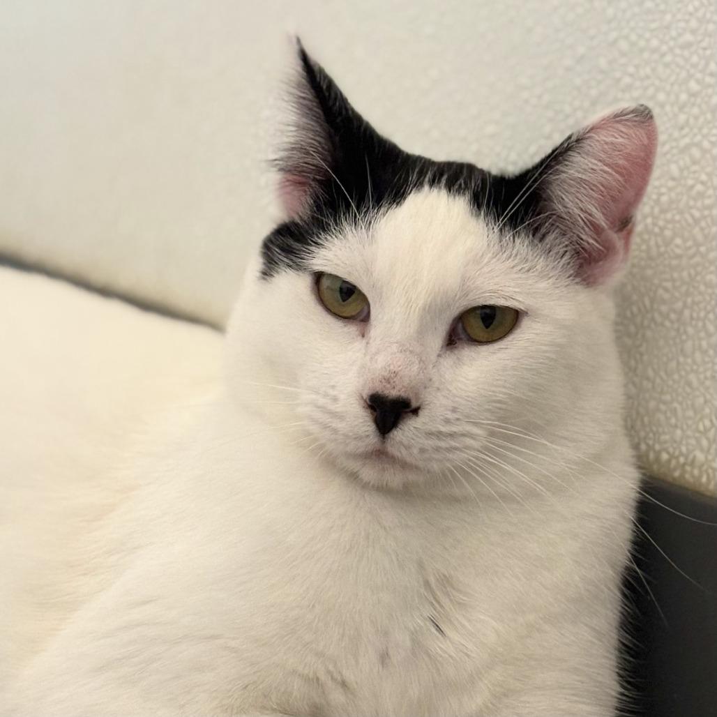 Frost, Adoptable, Adult Male Domestic Short Hair.