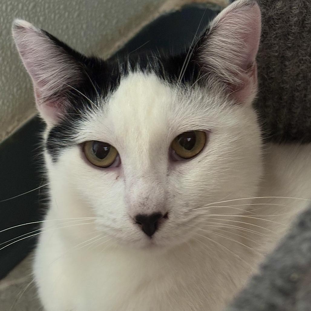 Enlarge Frost, a Adoptable Domestic Short Hair in Brighton, MO image 2/5