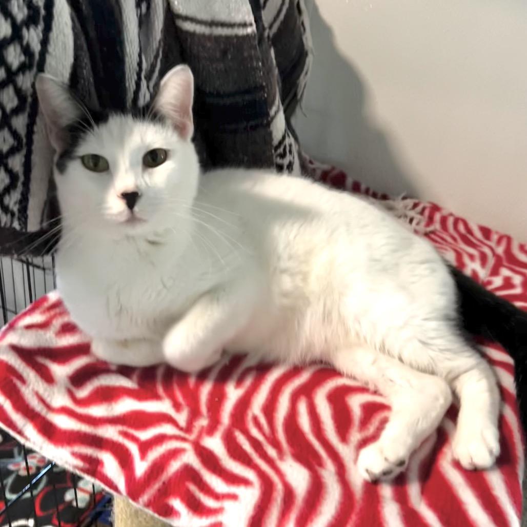 Enlarge Frost, a Adoptable Domestic Short Hair in Brighton, MO image 3/5