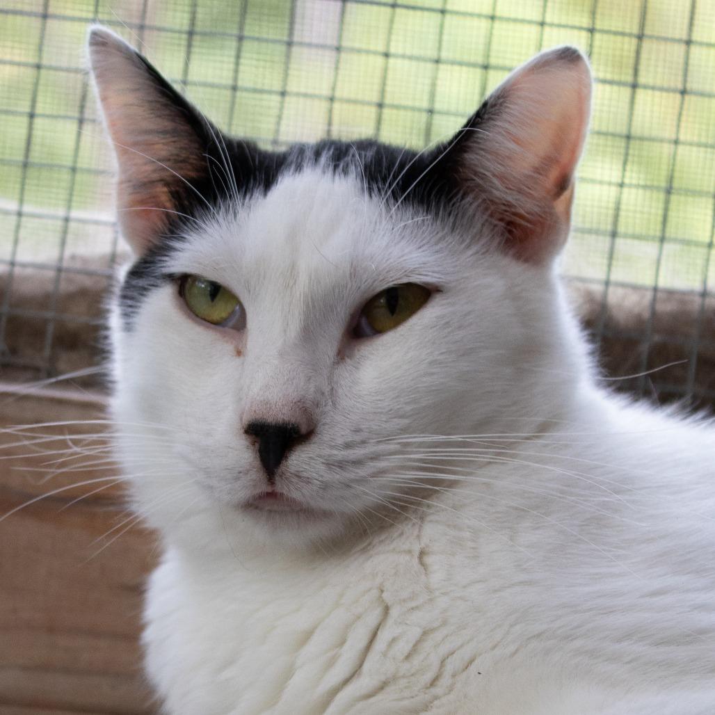 Enlarge Frost, a Adoptable Domestic Short Hair in Brighton, MO image 4/5