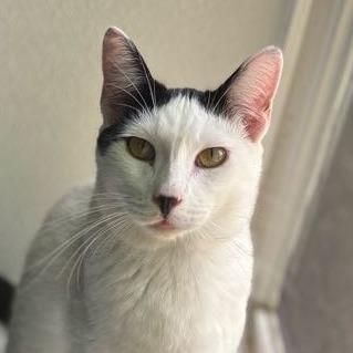 Enlarge Frost, a Adoptable Domestic Short Hair in Brighton, MO image 5/5