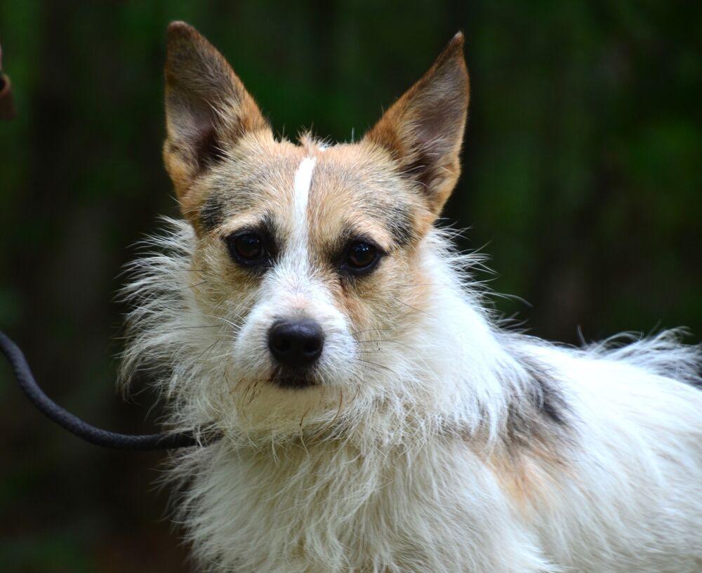 Chubbs, Adoptable, Young Male Jack Russell Terrier & Terrier.