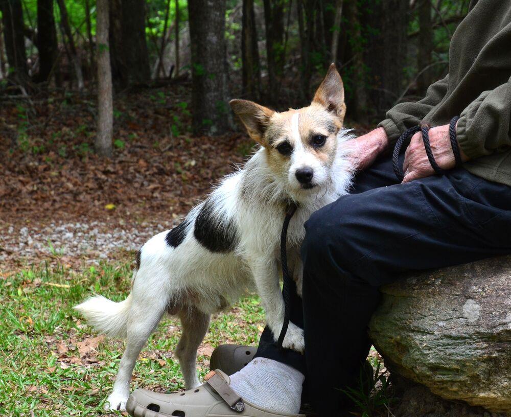 Chubbs, a Adoptable mixed breed in Willingboro, NJ image 2/6
