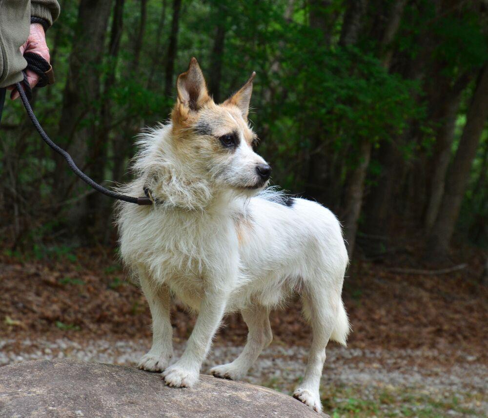 Chubbs, a Adoptable mixed breed in Willingboro, NJ image 3/6