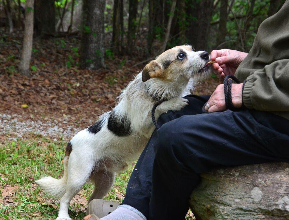 Chubbs, a Adoptable mixed breed in Willingboro, NJ image 4/6