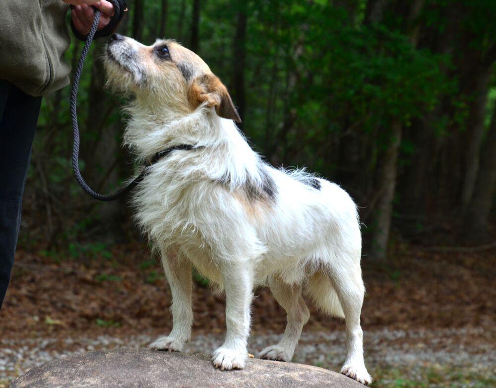 Chubbs, a Adoptable mixed breed in Willingboro, NJ image 5/6