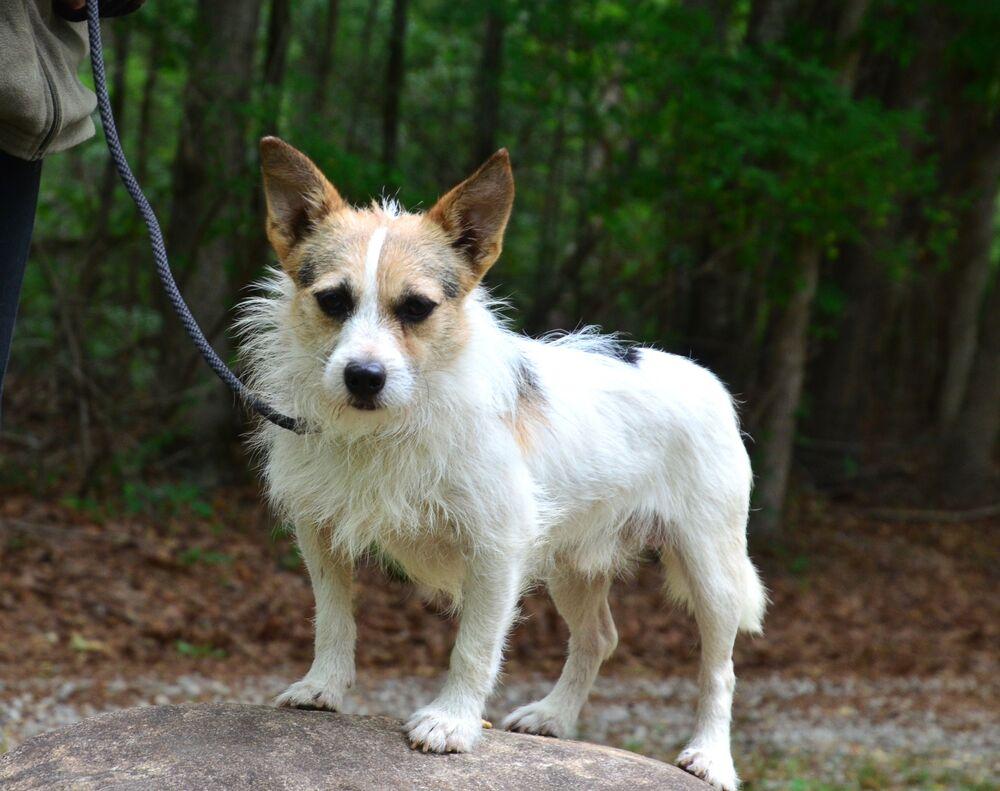Chubbs, a Adoptable mixed breed in Willingboro, NJ image 6/6