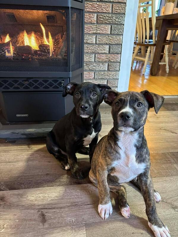 Barkley, Adoptable, Adult Male Mixed Breed.