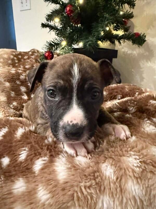 Enlarge Barkley, a Adoptable Mixed Breed in Athens, ON image 1/6