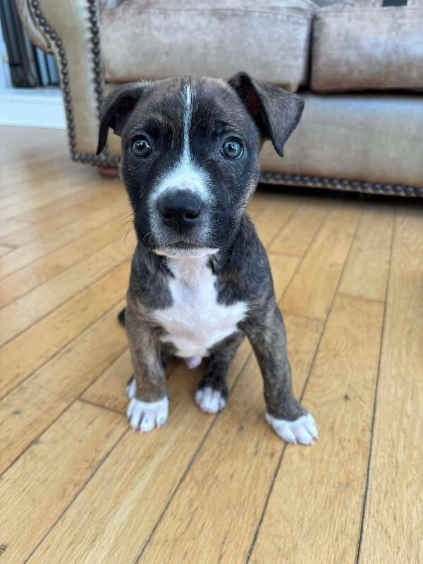 Enlarge Barkley, a Adoptable Mixed Breed in Athens, ON image 2/6