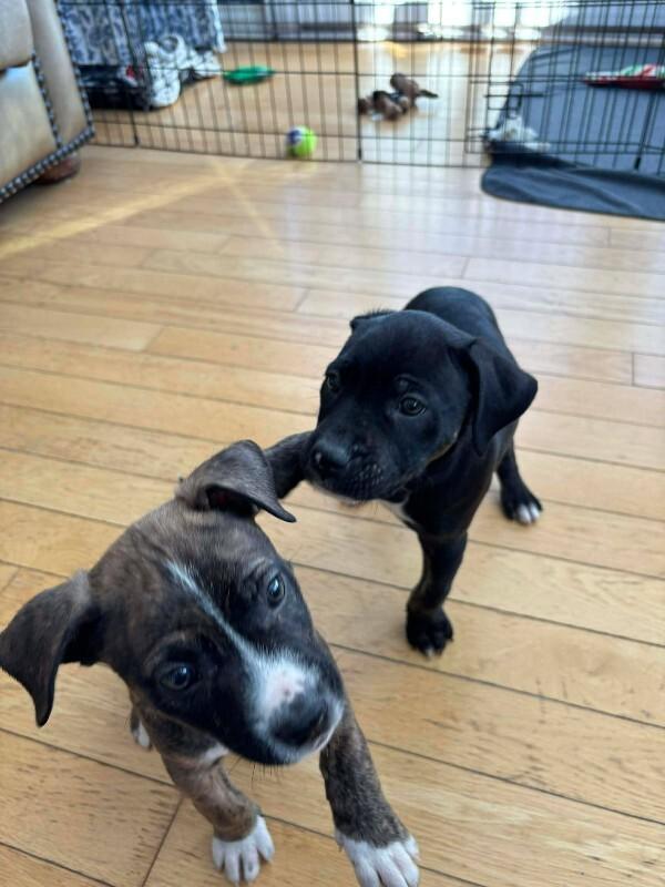 Enlarge Barkley, a Adoptable Mixed Breed in Athens, ON image 4/6