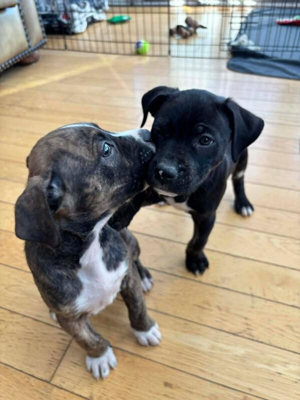 Enlarge Barkley, a Adoptable Mixed Breed in Athens, ON image 5/6