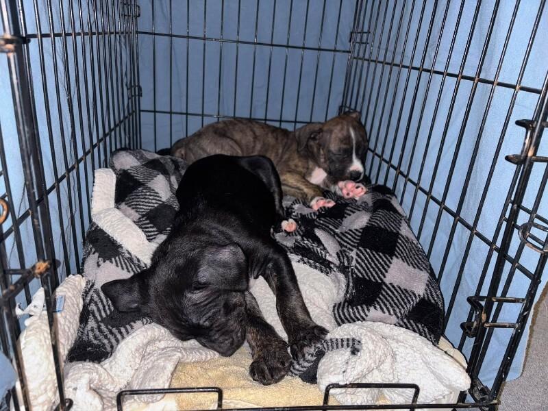 Enlarge Barkley, a Adoptable Mixed Breed in Athens, ON image 6/6