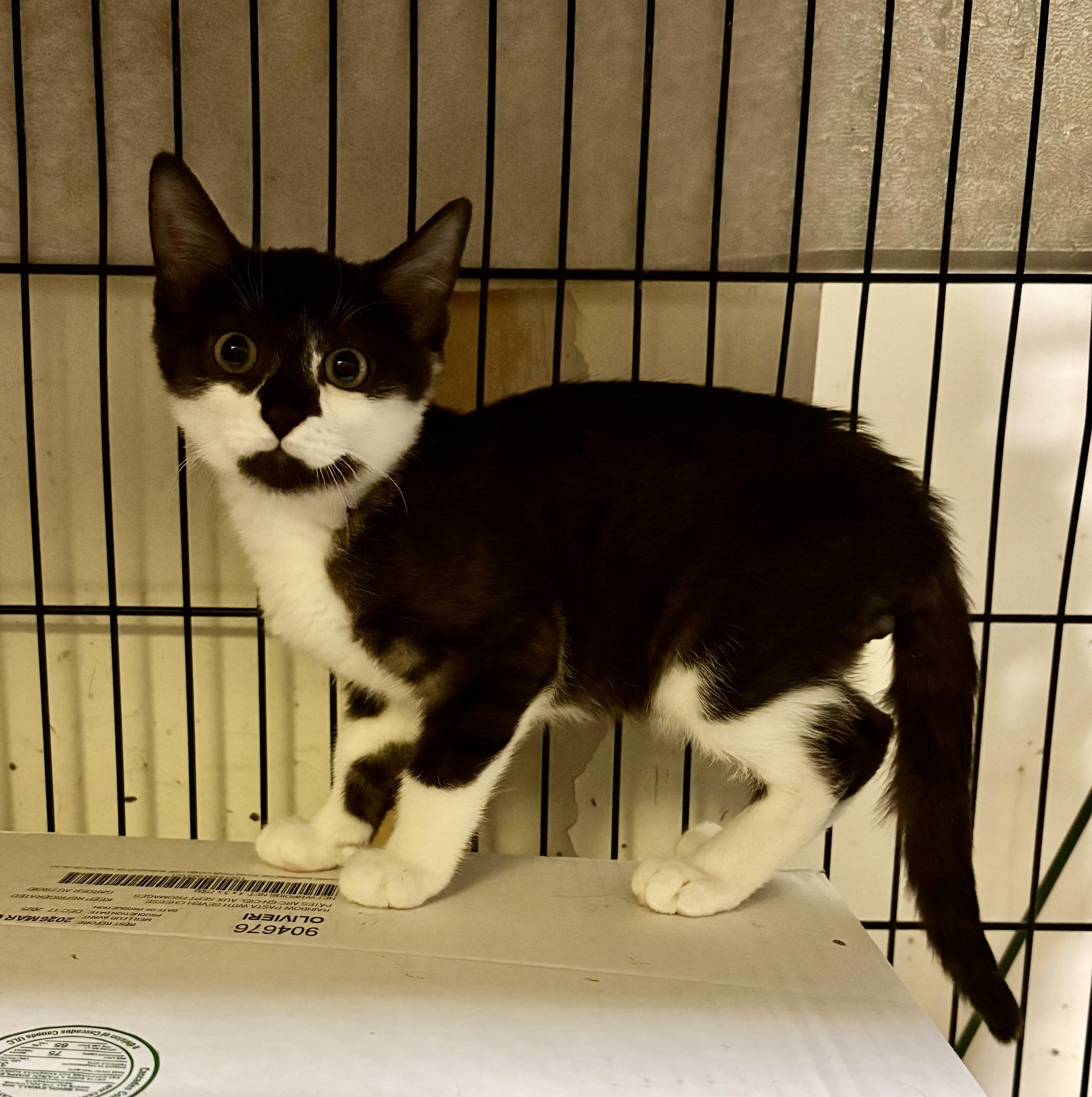 Enlarge Adoption Meet n Greet-Pet Valu Clarkson , an adopted Domestic Short Hair in Mississauga, ON image 4/5