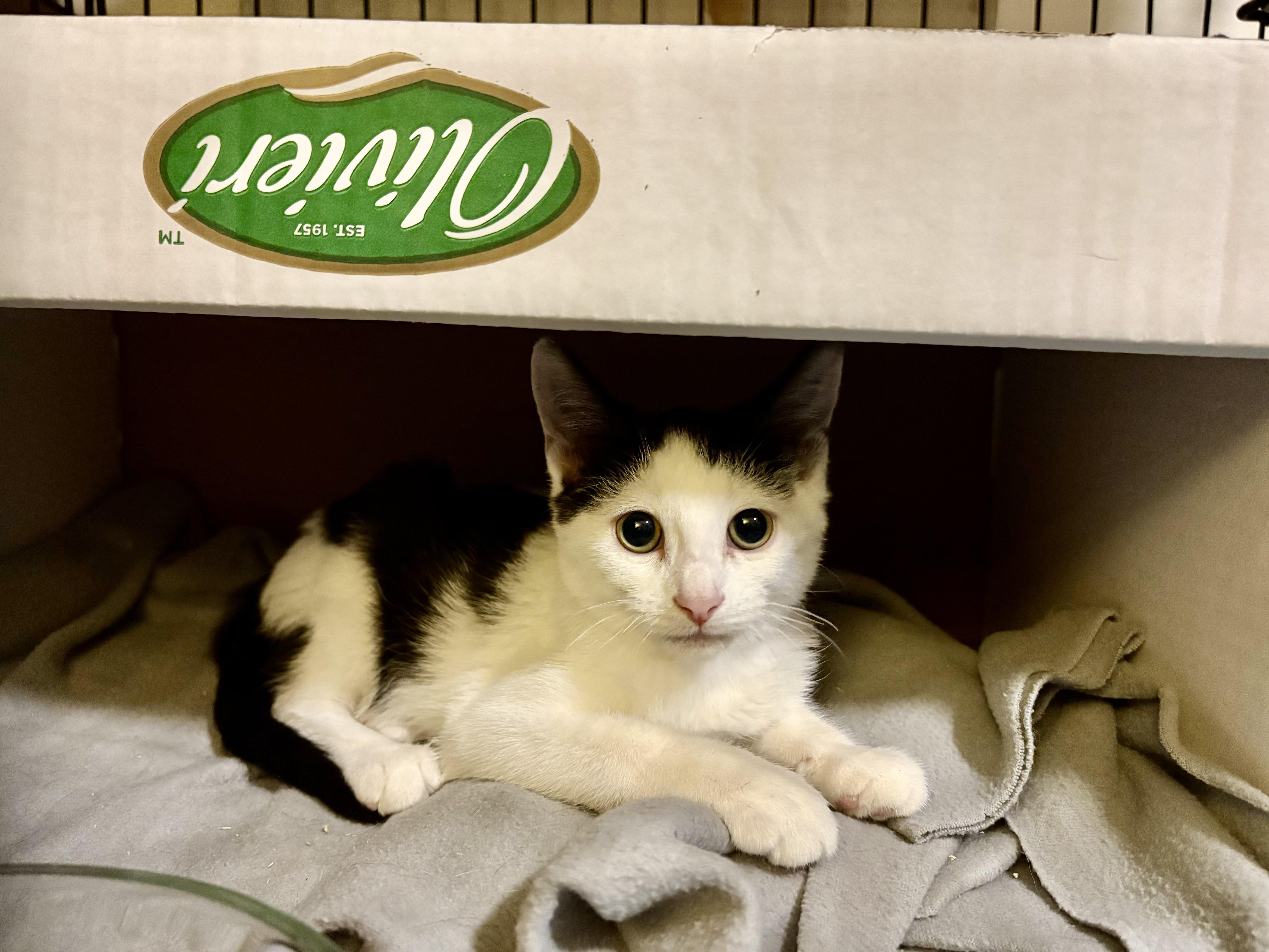 Enlarge Adoption Meet n Greet-Pet Valu Clarkson , an adopted Domestic Short Hair in Mississauga, ON image 2/5