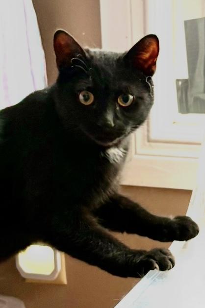 Enlarge Adoption Meet n Greet-Pet Valu Clarkson , an adopted Domestic Short Hair in Mississauga, ON image 3/5