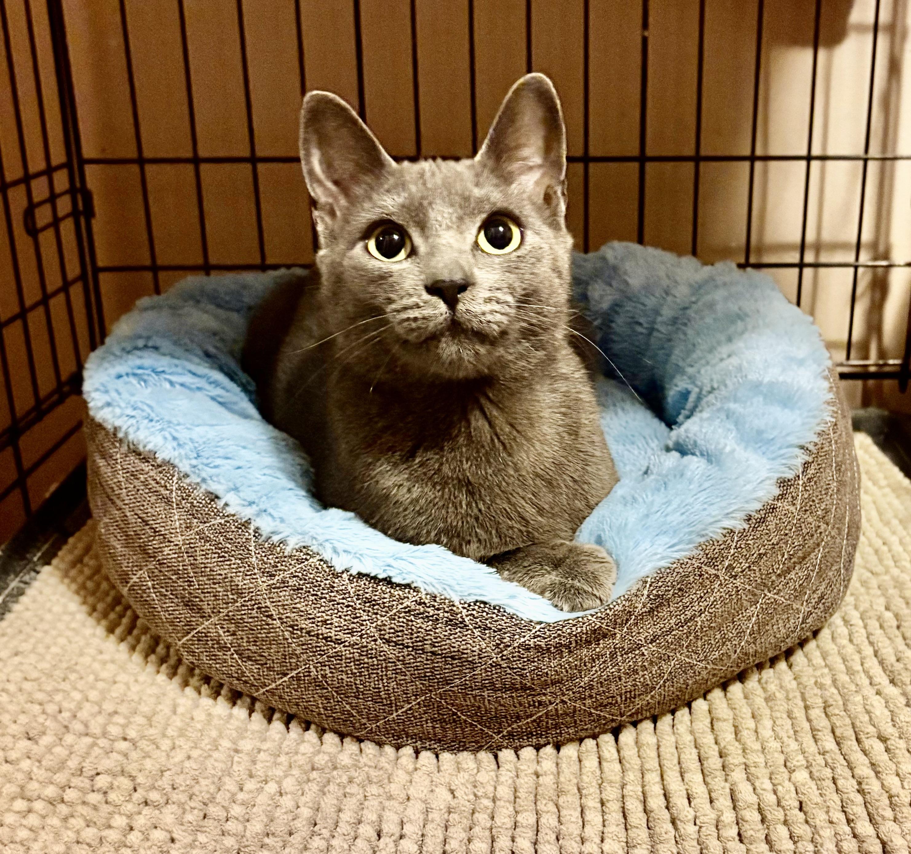 Enlarge Adoption Meet n Greet-Pet Valu Clarkson , an adopted Domestic Short Hair in Mississauga, ON image 5/5