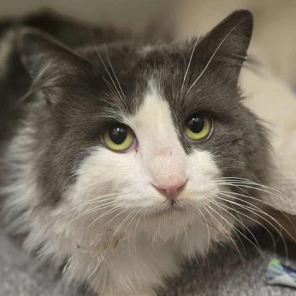Gazorpazorp, an adopted Domestic Long Hair in Sterling, VA image 3/4