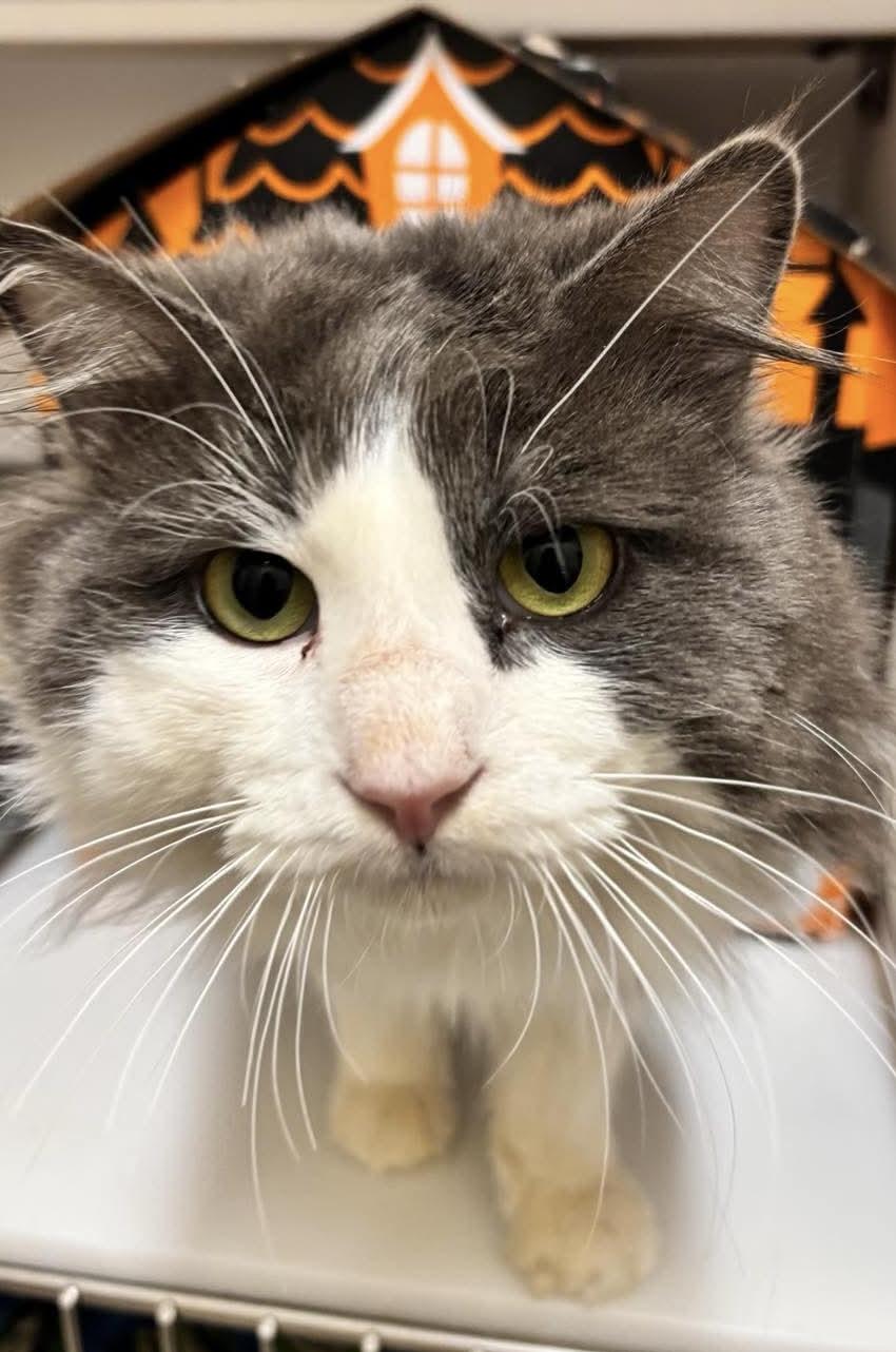 Gazorpazorp, an adopted Domestic Long Hair in Sterling, VA image 2/4