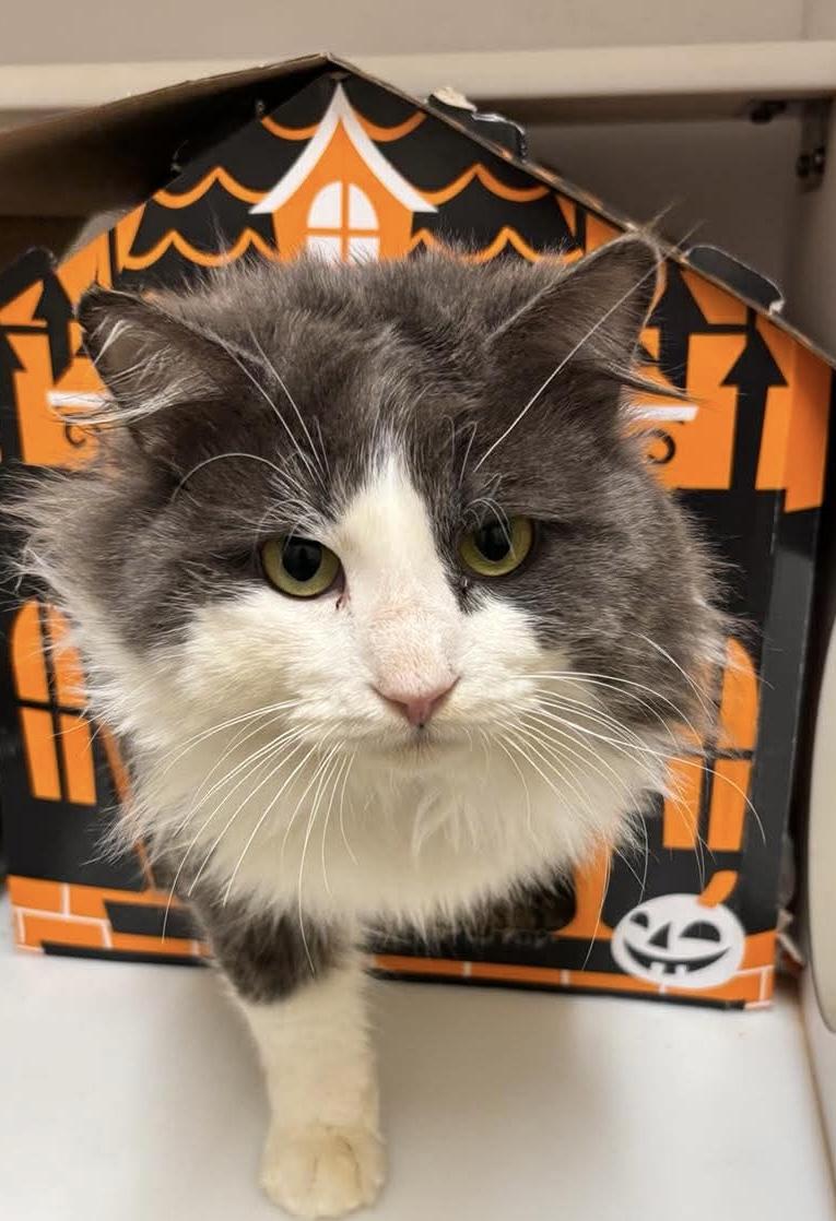 Gazorpazorp, an adopted Domestic Long Hair in Sterling, VA image 4/4