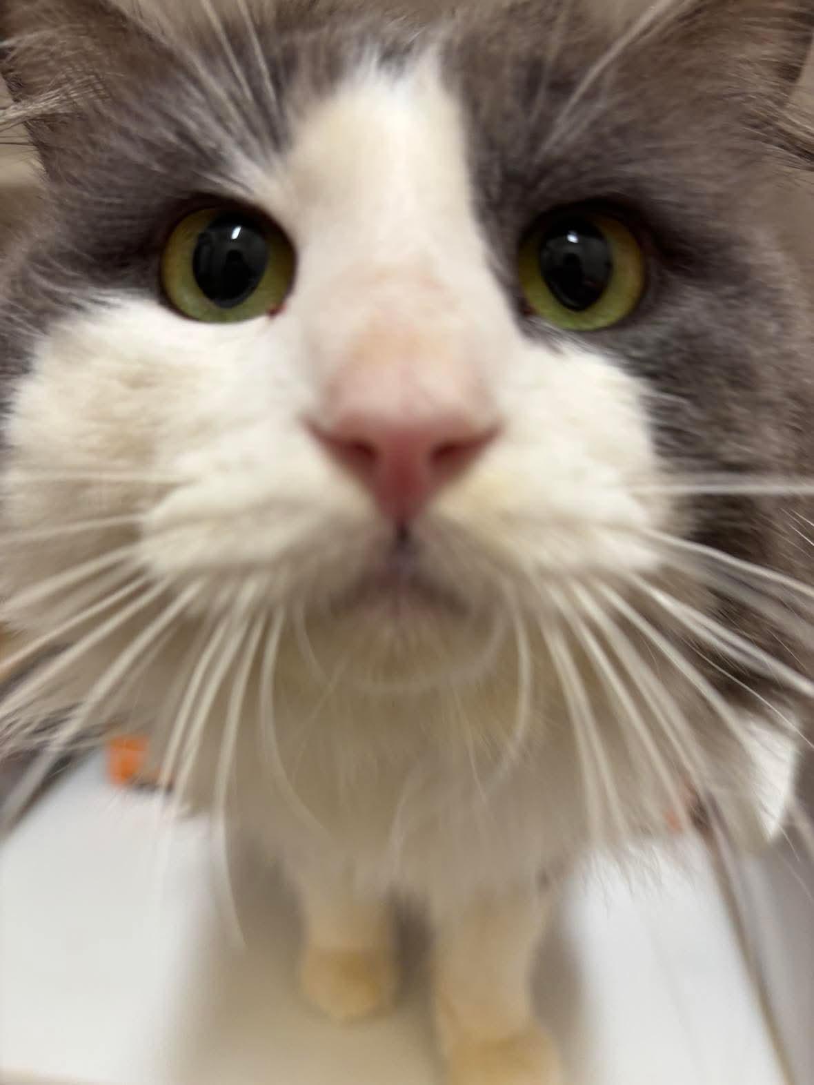 Gazorpazorp, adopted, Adult Male Domestic Long Hair.