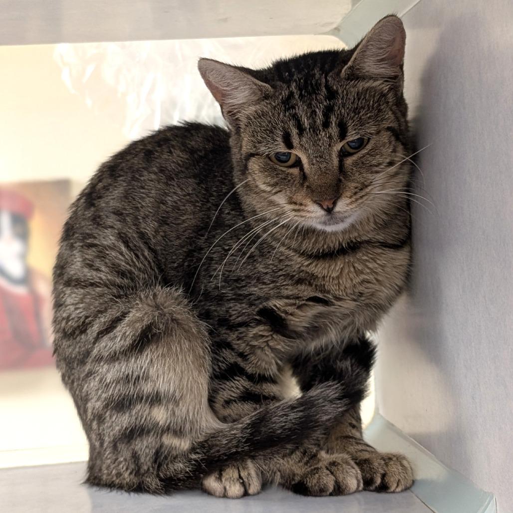 Dumpling, a Adoptable Domestic Short Hair in Buchanan Dam, TX image 1/3