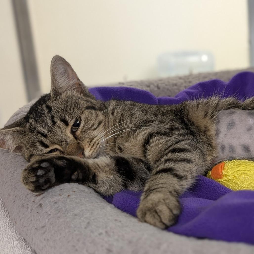 Dumpling, a Adoptable Domestic Short Hair in Buchanan Dam, TX image 2/3