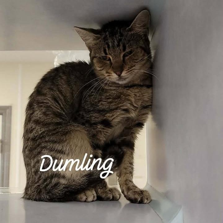 Dumpling, a Adoptable Domestic Short Hair in Buchanan Dam, TX image 3/3