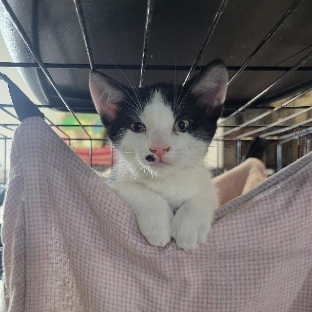 Ramone, ADOPTABLE, Young Male Domestic Short Hair.