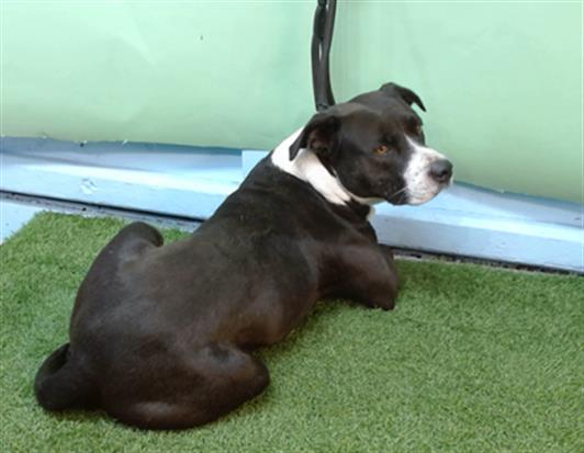 VINNY, Adoptable, Adult Male Pit Bull Terrier.