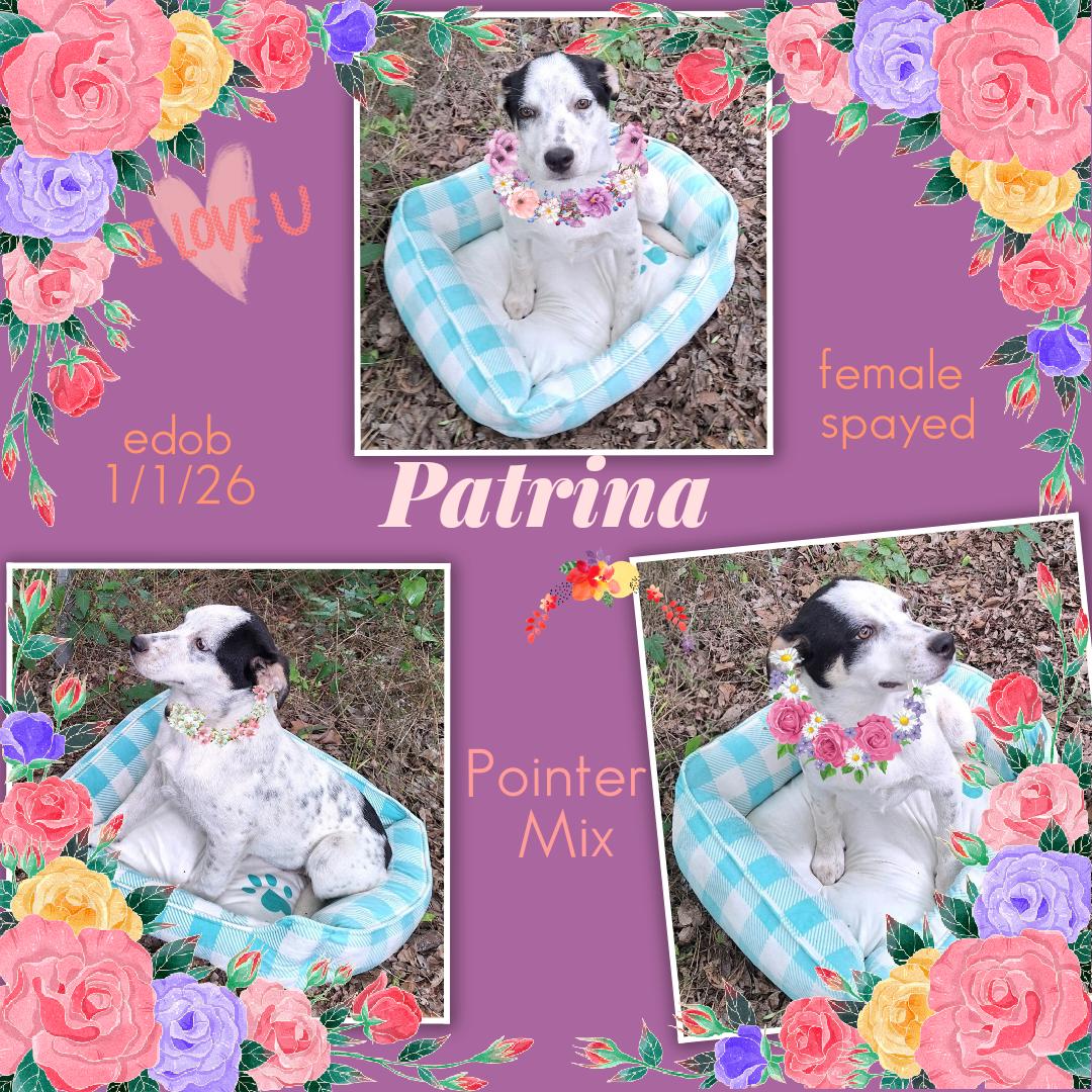 Enlarge Patrina BL14335-T, an adopted mixed breed in Bellingham, WA image 5/6