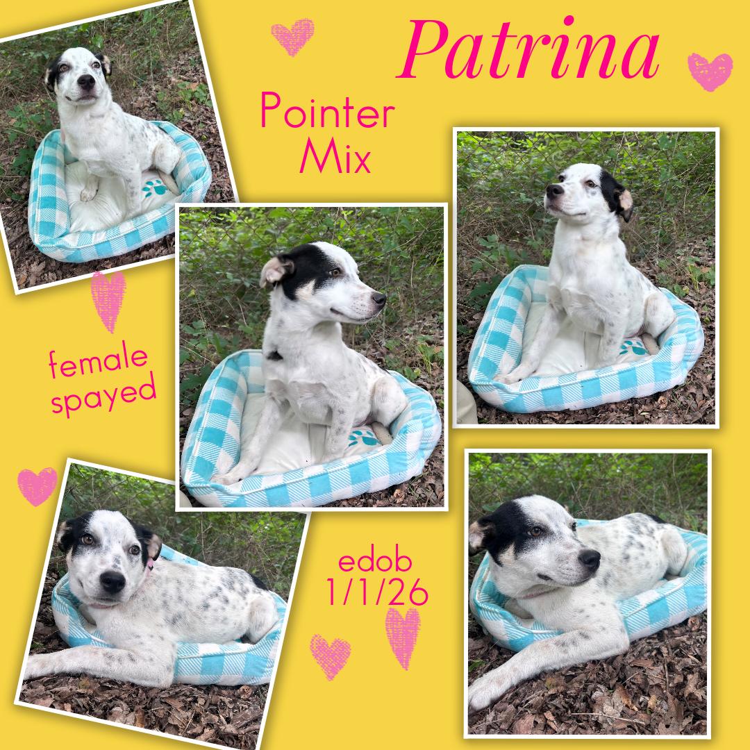 Enlarge Patrina BL14335-T, an adopted mixed breed in Bellingham, WA image 6/6