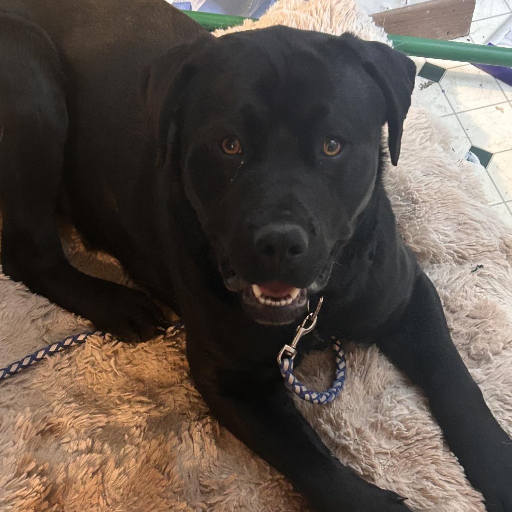 Hank, Adoptable, Adult Male Mixed Breed.