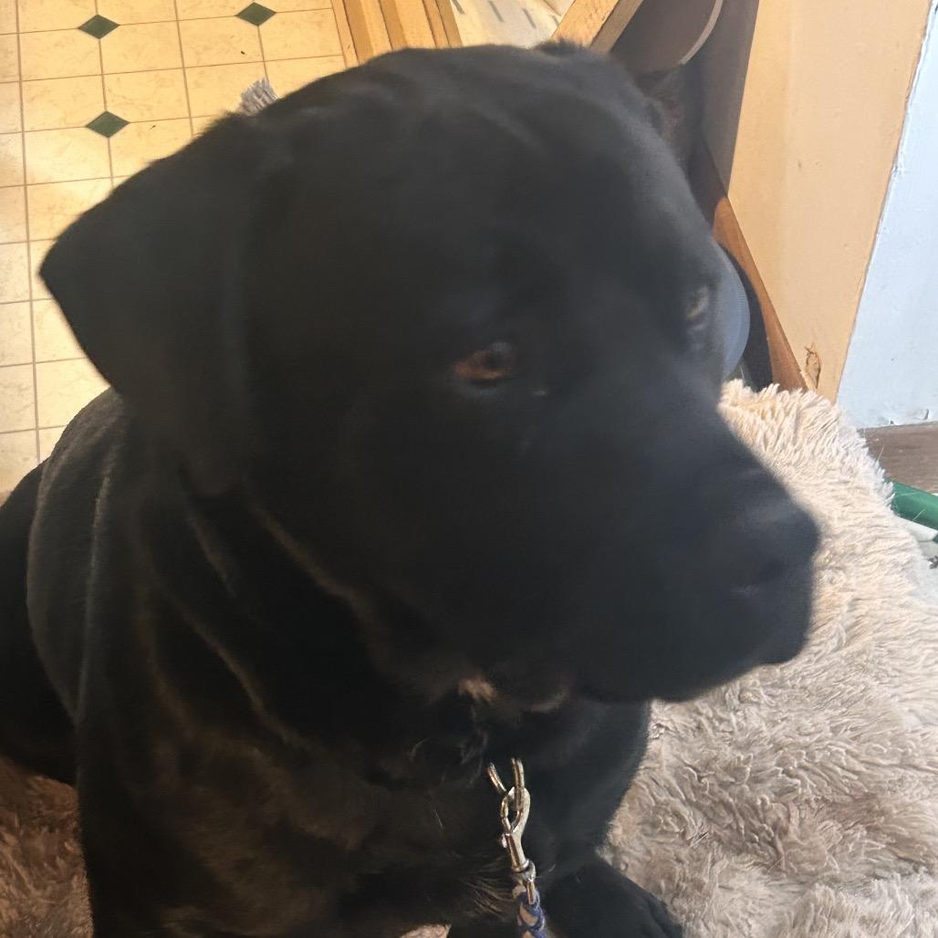 Enlarge Hank, a Adoptable Mixed Breed in Bismarck, ND image 2/4