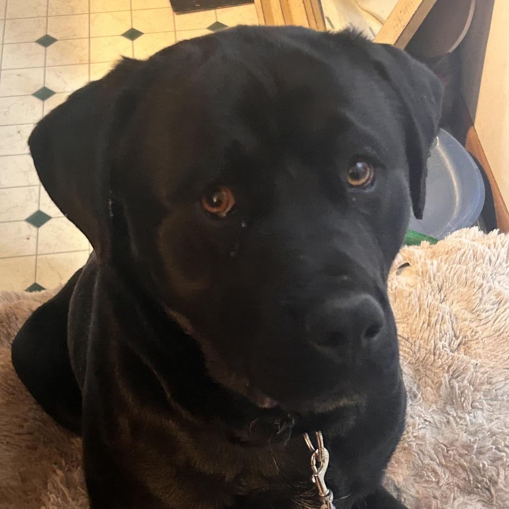 Enlarge Hank, a Adoptable Mixed Breed in Bismarck, ND image 3/4