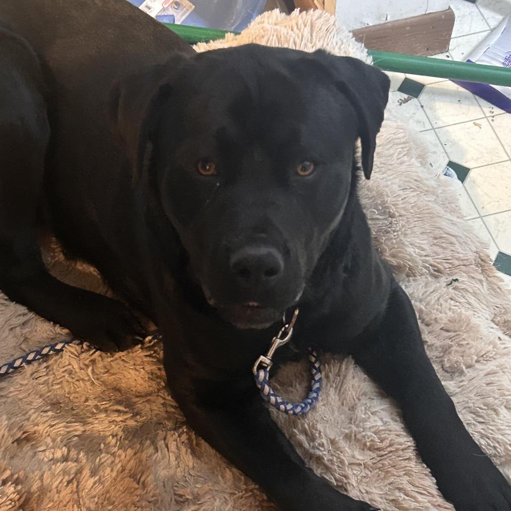 Enlarge Hank, a Adoptable Mixed Breed in Bismarck, ND image 4/4