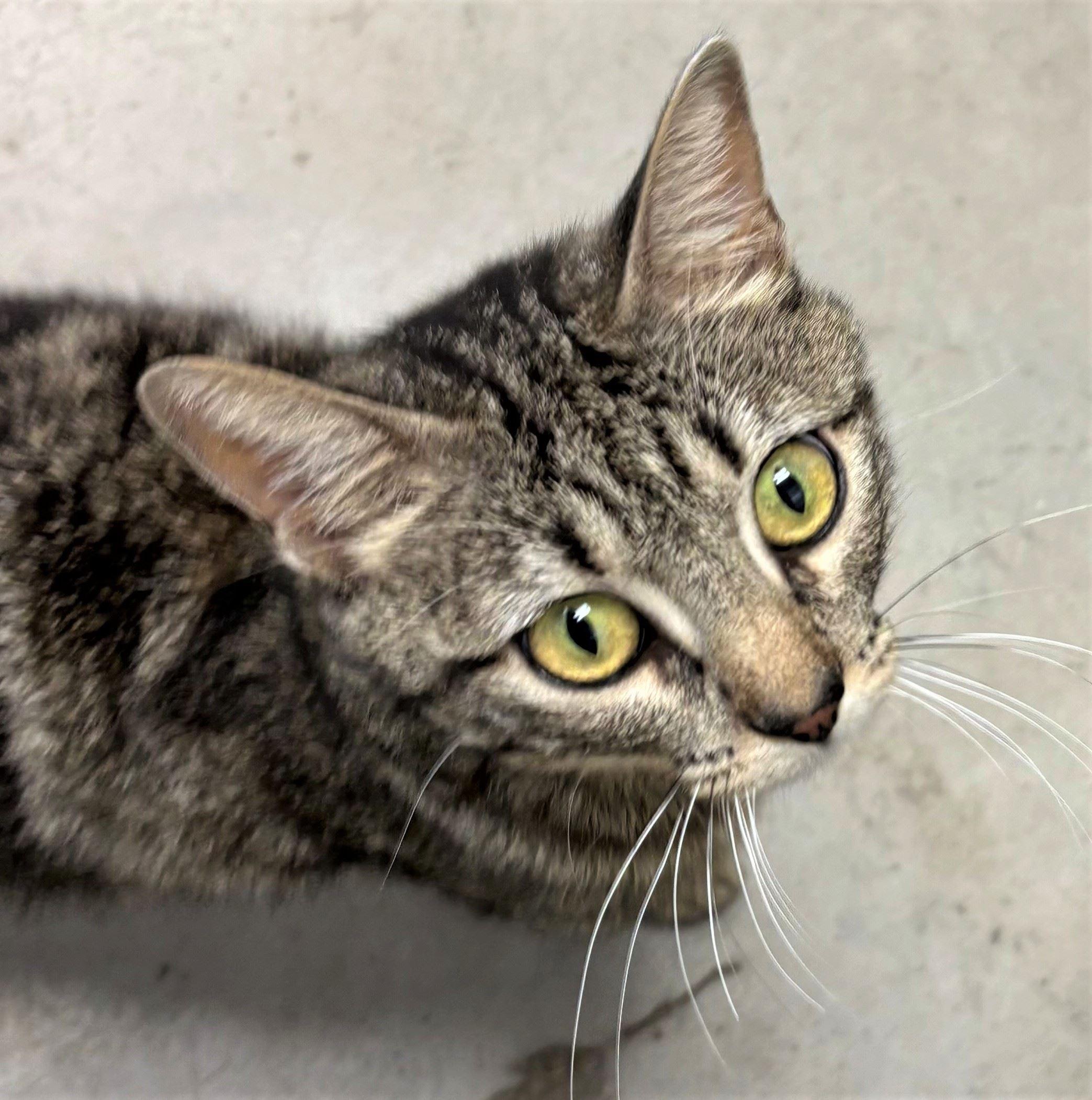 Iris, ADOPTABLE, Adult Female Domestic Short Hair.
