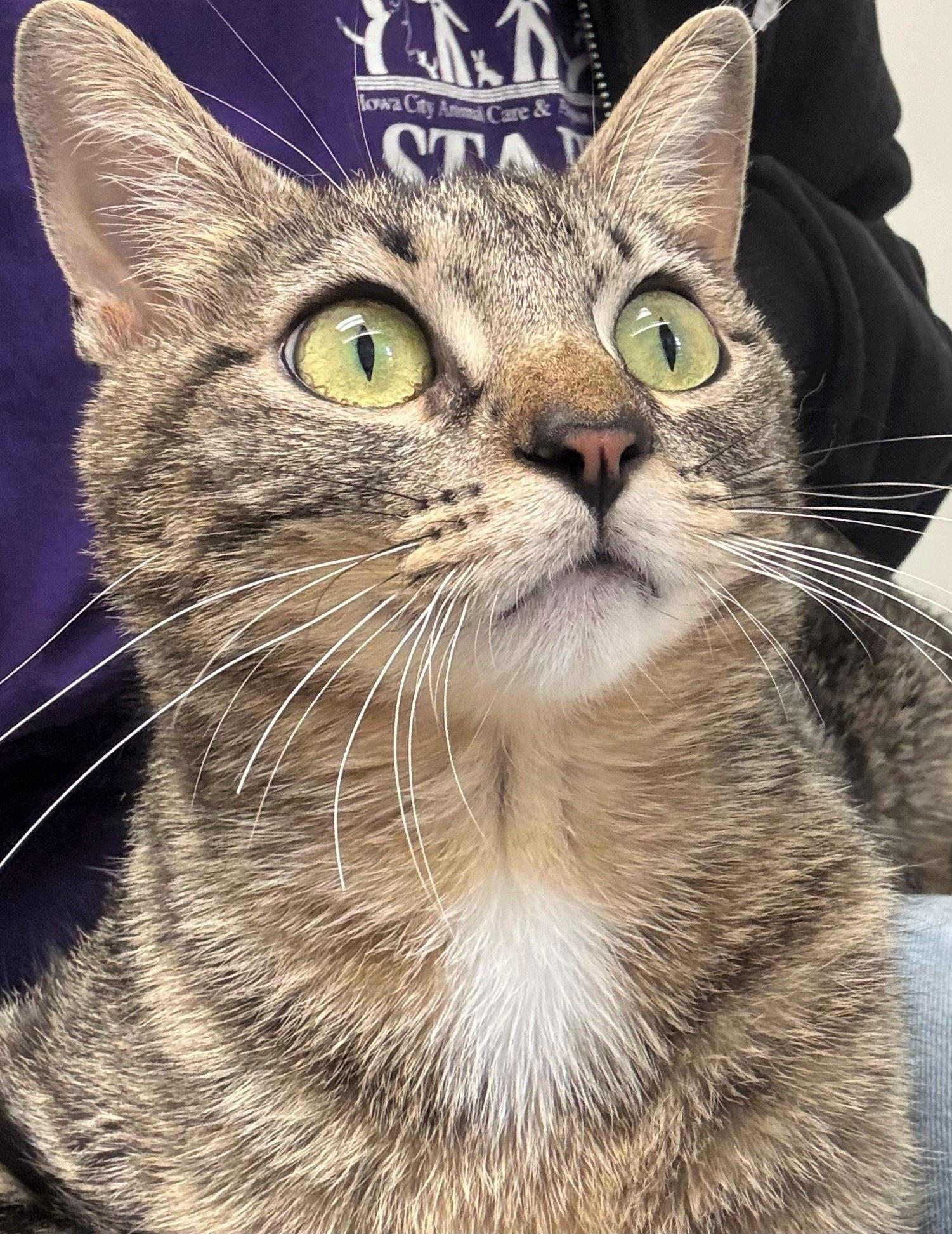 Iris, a ADOPTABLE Domestic Short Hair in Iowa City, IA image 2/2