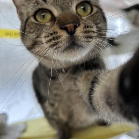 Kathy, ADOPTABLE, Adult Female Domestic Short Hair.