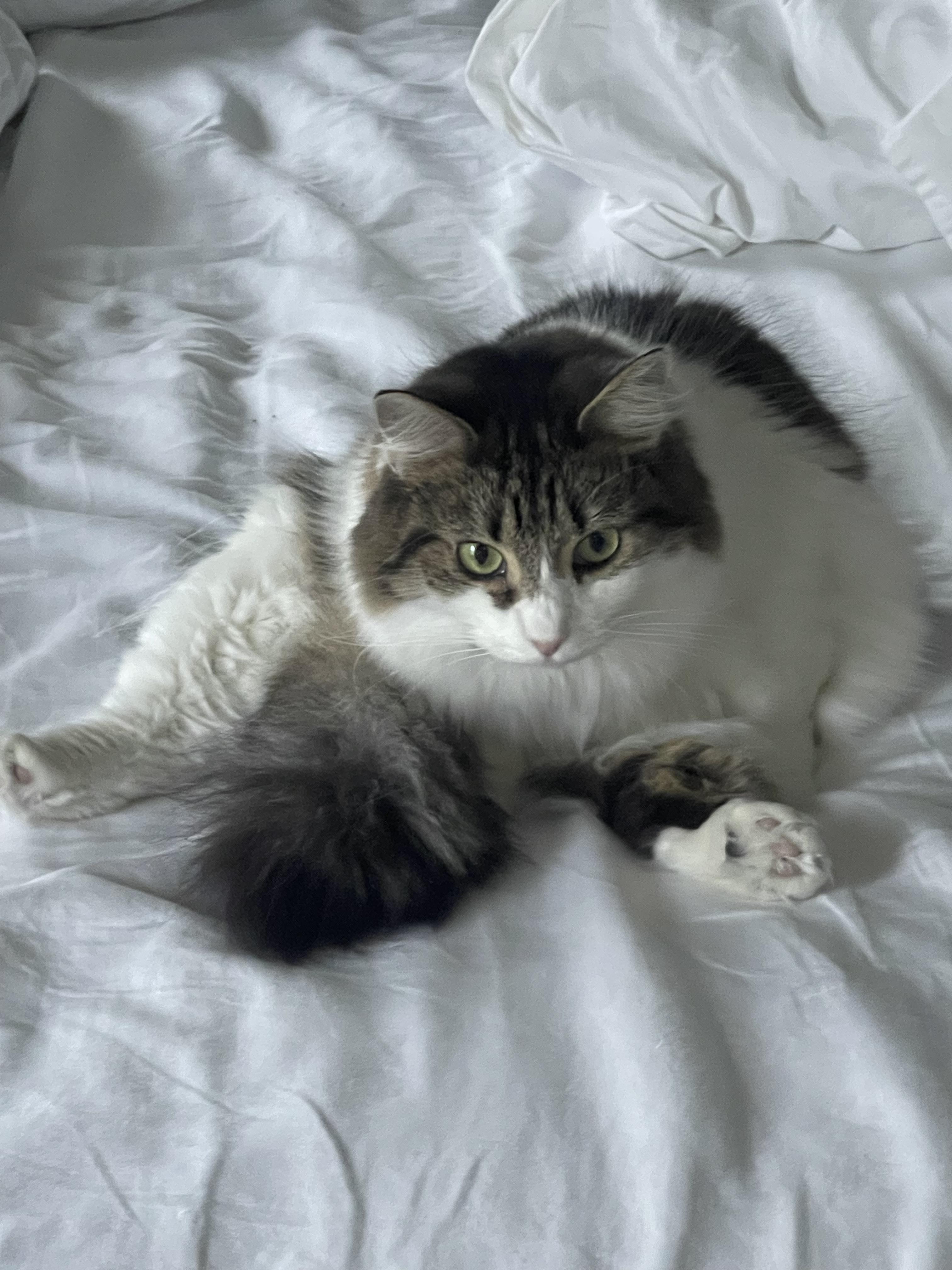 Momma and Baby, a Adoptable Domestic Long Hair in Charlotte, NC image 4/6