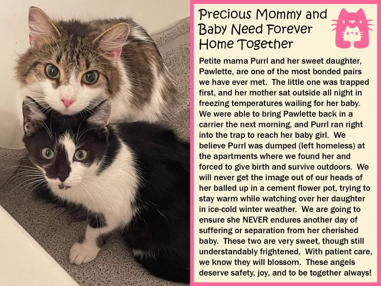 Momma and Baby, a Adoptable Domestic Long Hair in Charlotte, NC image 3/6