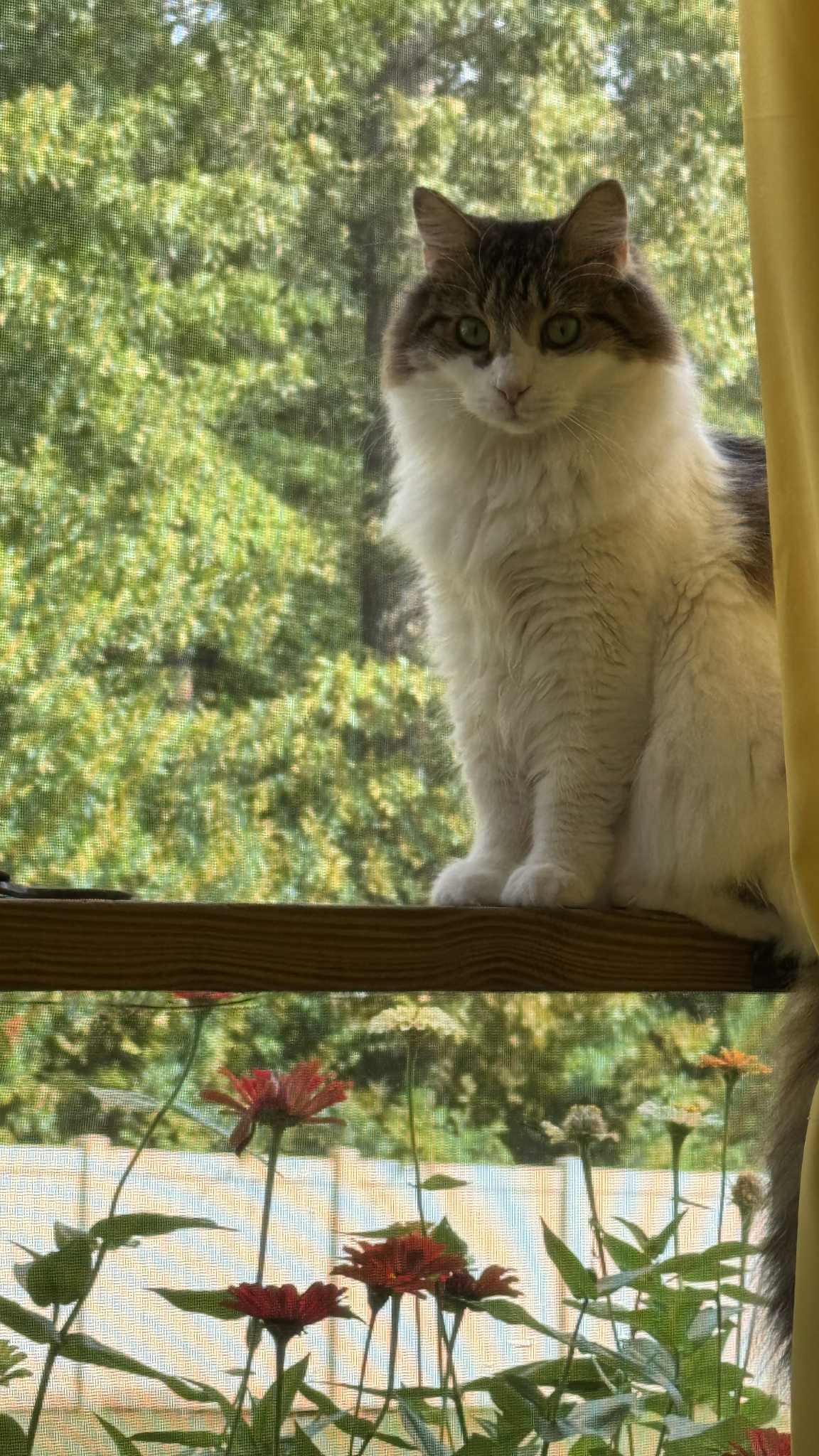 Momma and Baby, a Adoptable Domestic Long Hair in Charlotte, NC image 5/6