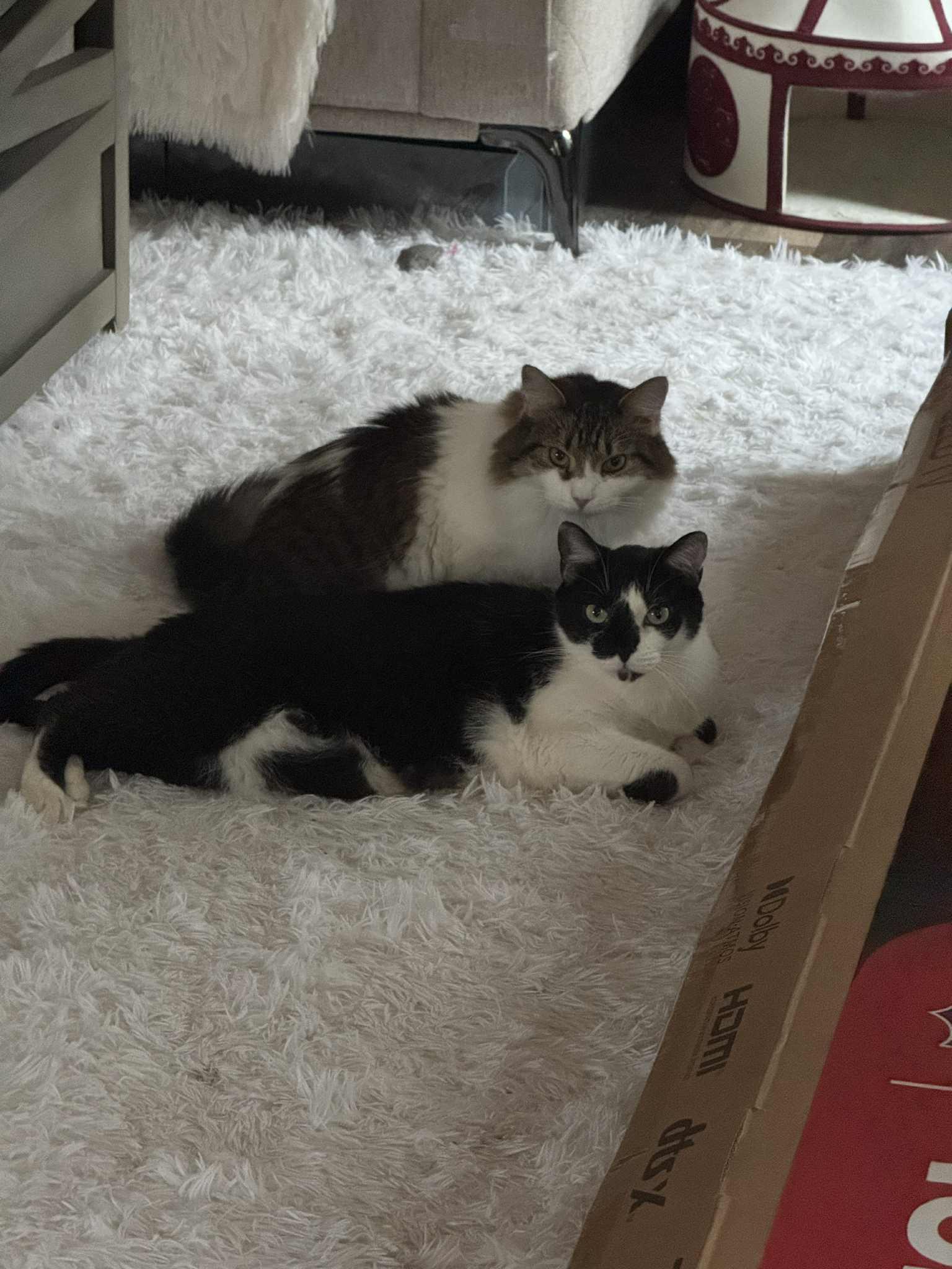 Momma and Baby, a Adoptable Domestic Long Hair in Charlotte, NC image 6/6