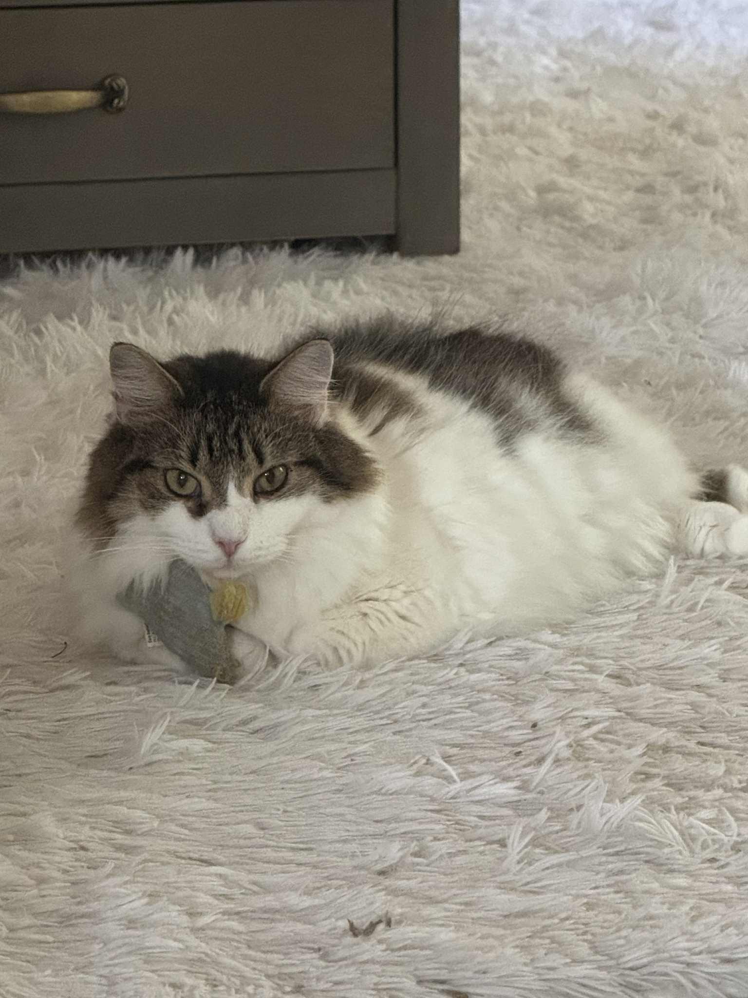 Momma and Baby, a Adoptable Domestic Long Hair in Charlotte, NC image 2/6