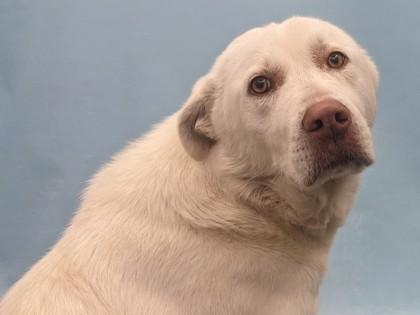 Enlarge Bucky, a Adoptable mixed breed in Golden Valley, MN image 2/3