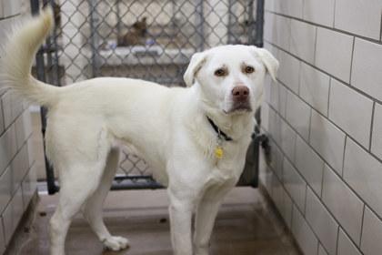 Enlarge Bucky, a Adoptable mixed breed in Golden Valley, MN image 3/3